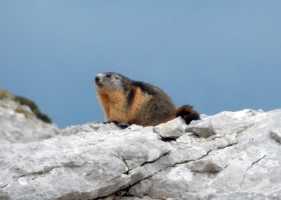 © Copyright Muttseehütte SAC | Bild Anita Gubler