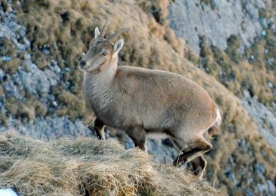 © Copyright Muttseehütte SAC | Bild Anita Gubler