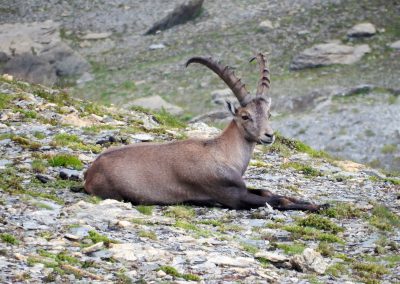© Copyright Muttseehütte SAC | Bild Anita Gubler