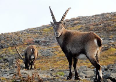 © Copyright Muttseehütte SAC | Bild Anita Gubler