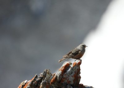 © Copyright Muttseehütte SAC | Bild Anita Gubler